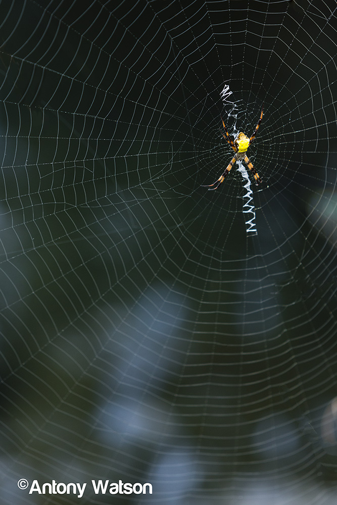 Vanuatuan Yellow Spider on web