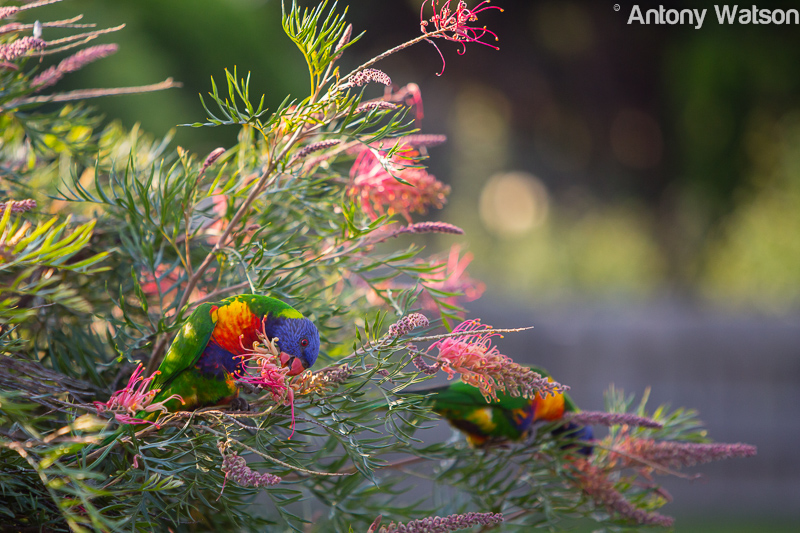 Rainbow Lorikeet Feeding Time