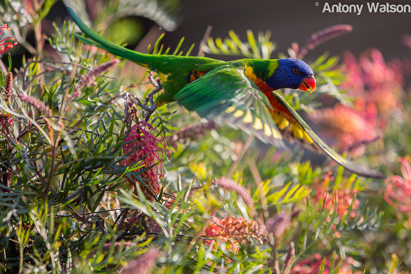 Rainbow Lorikeet Flurry of Feathers